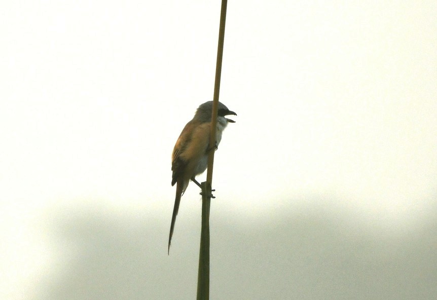 Asian Woolly-necked Stork - ML645438570