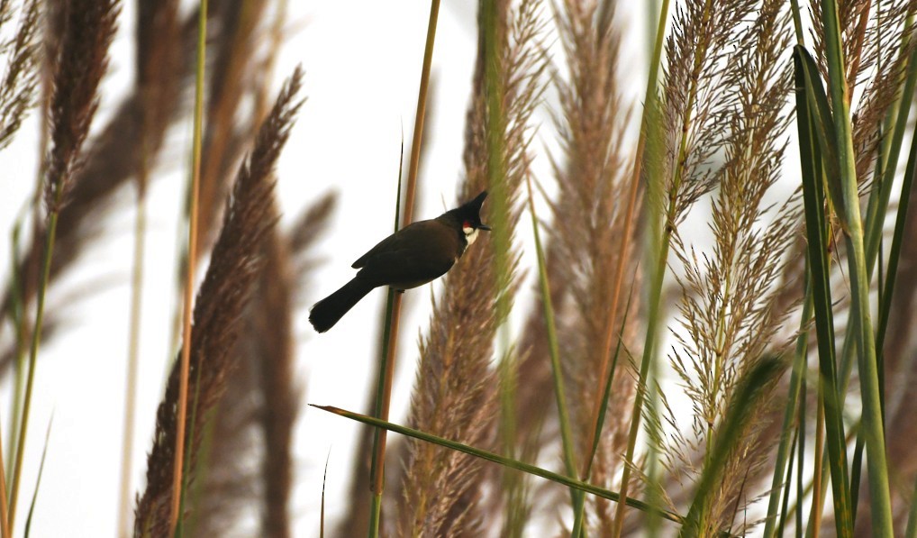 Asian Woolly-necked Stork - ML645438571