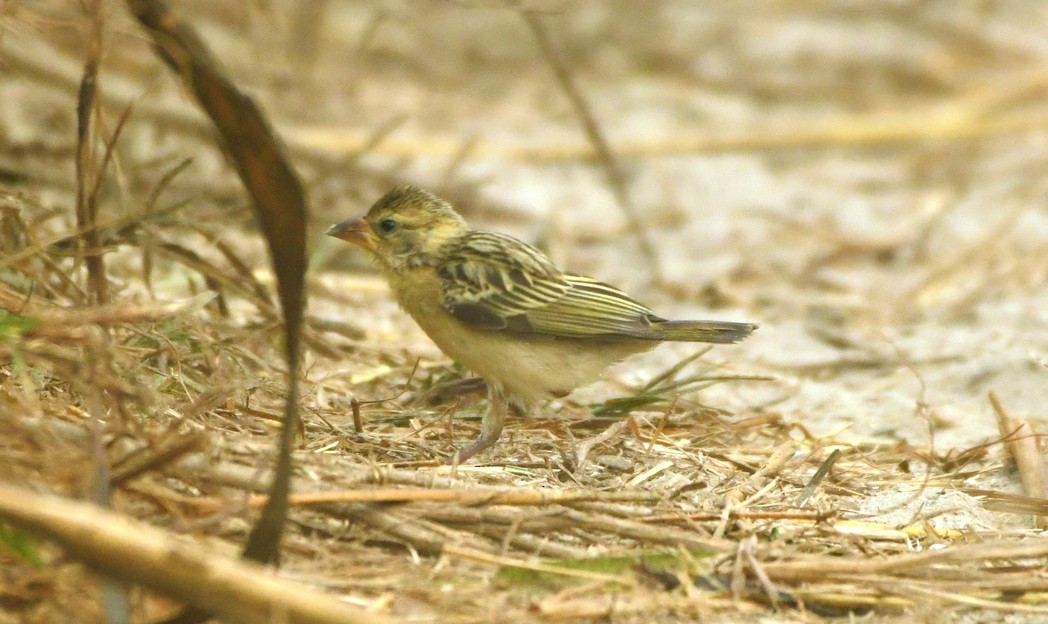 Лелека білошиїй - ML645438573