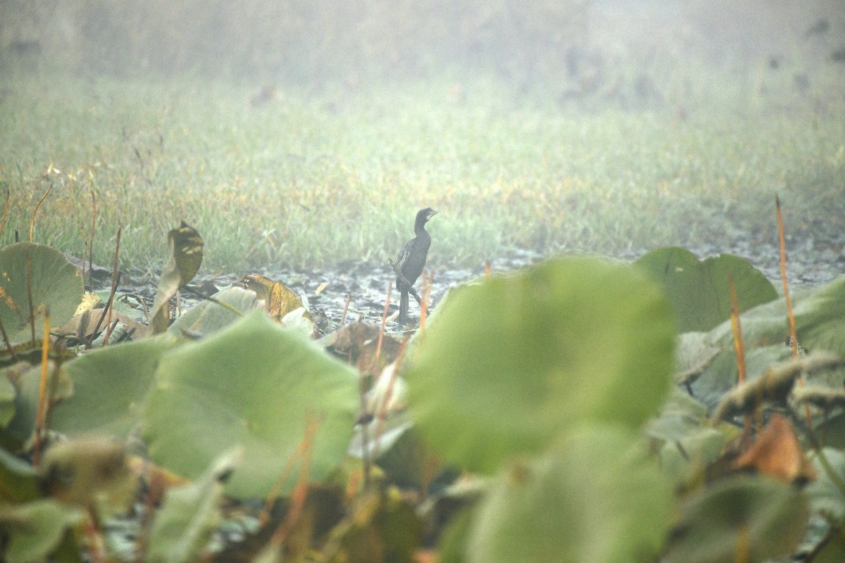 Asian Woolly-necked Stork - ML645438574