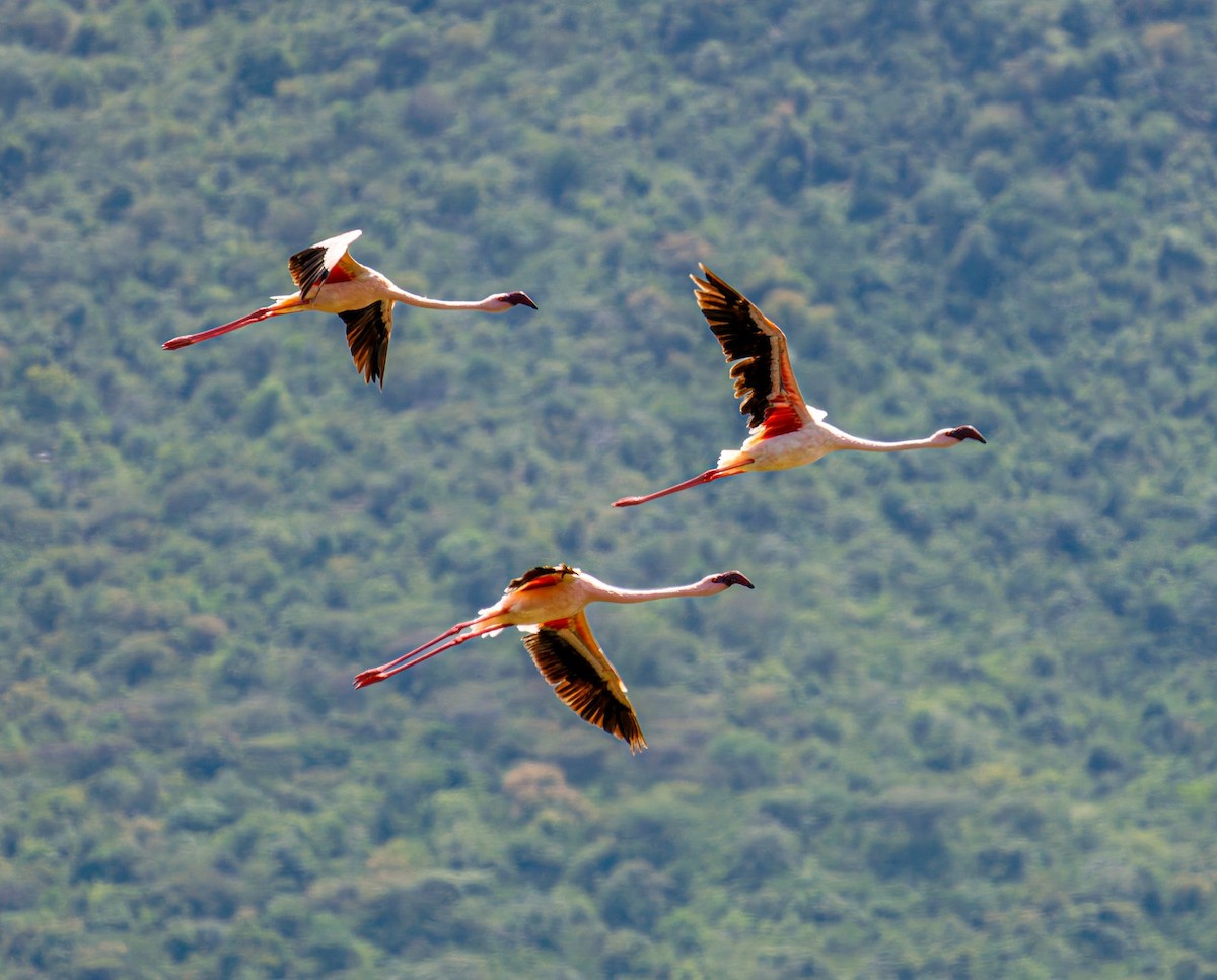 Lesser Flamingo - ML645438575