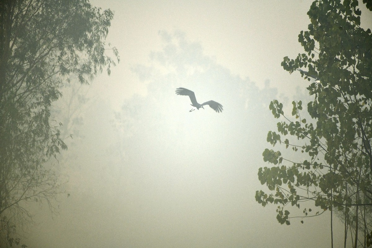 Asian Woolly-necked Stork - ML645438576