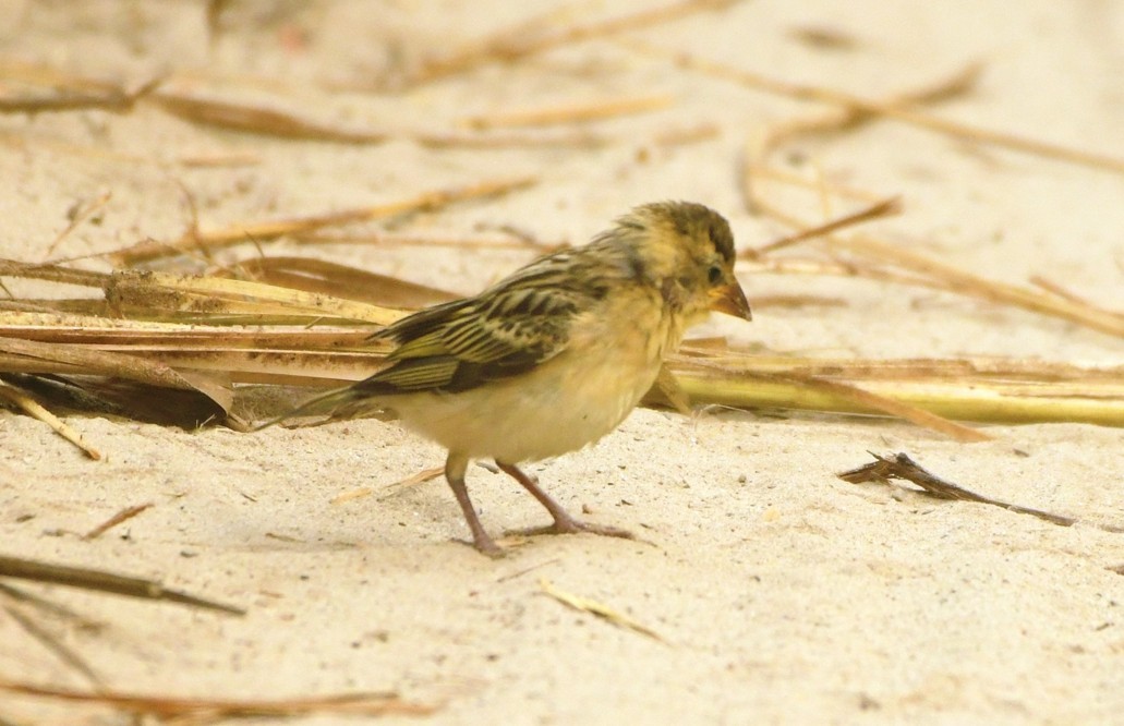 Asian Woolly-necked Stork - ML645438578