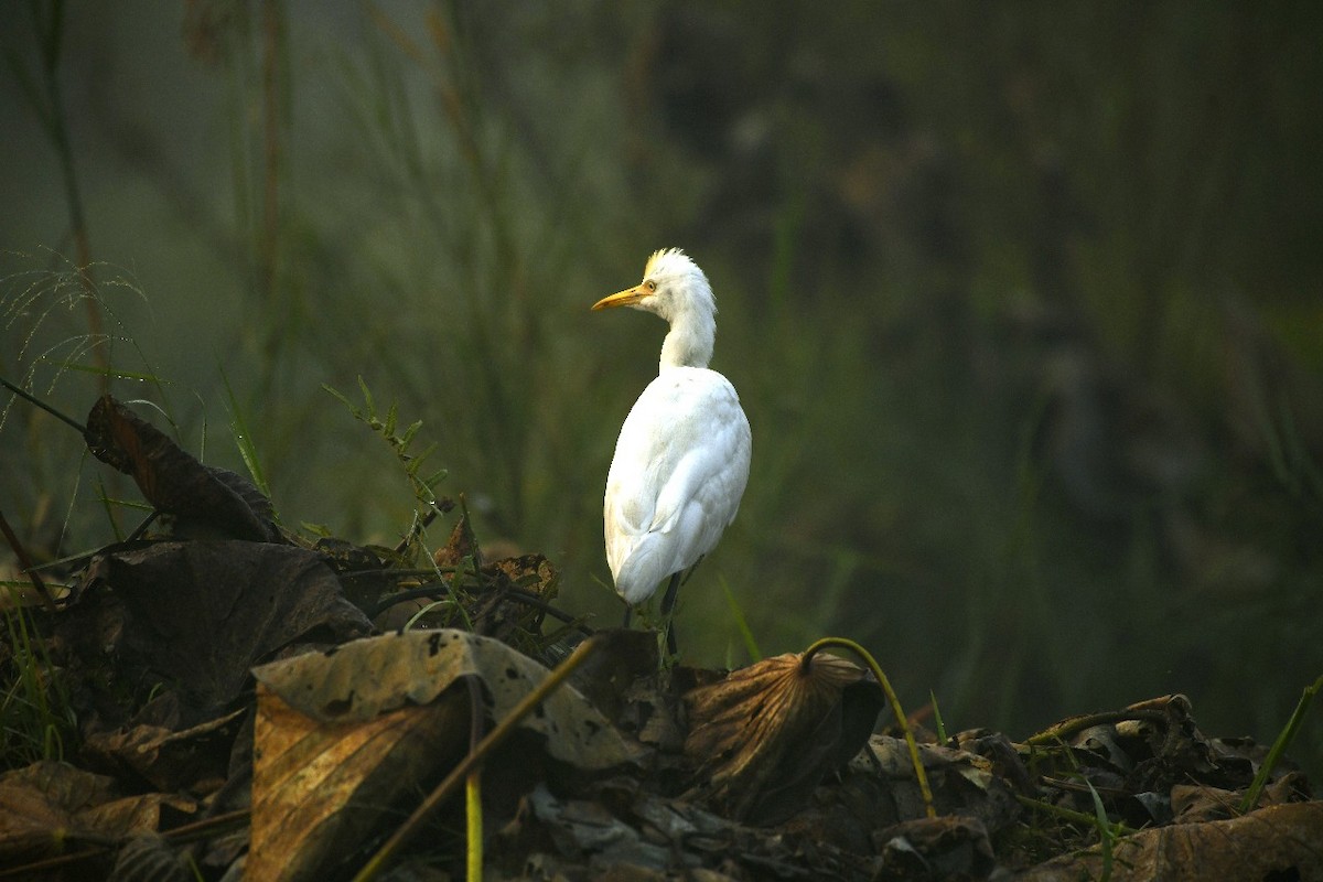 Asian Woolly-necked Stork - ML645438579