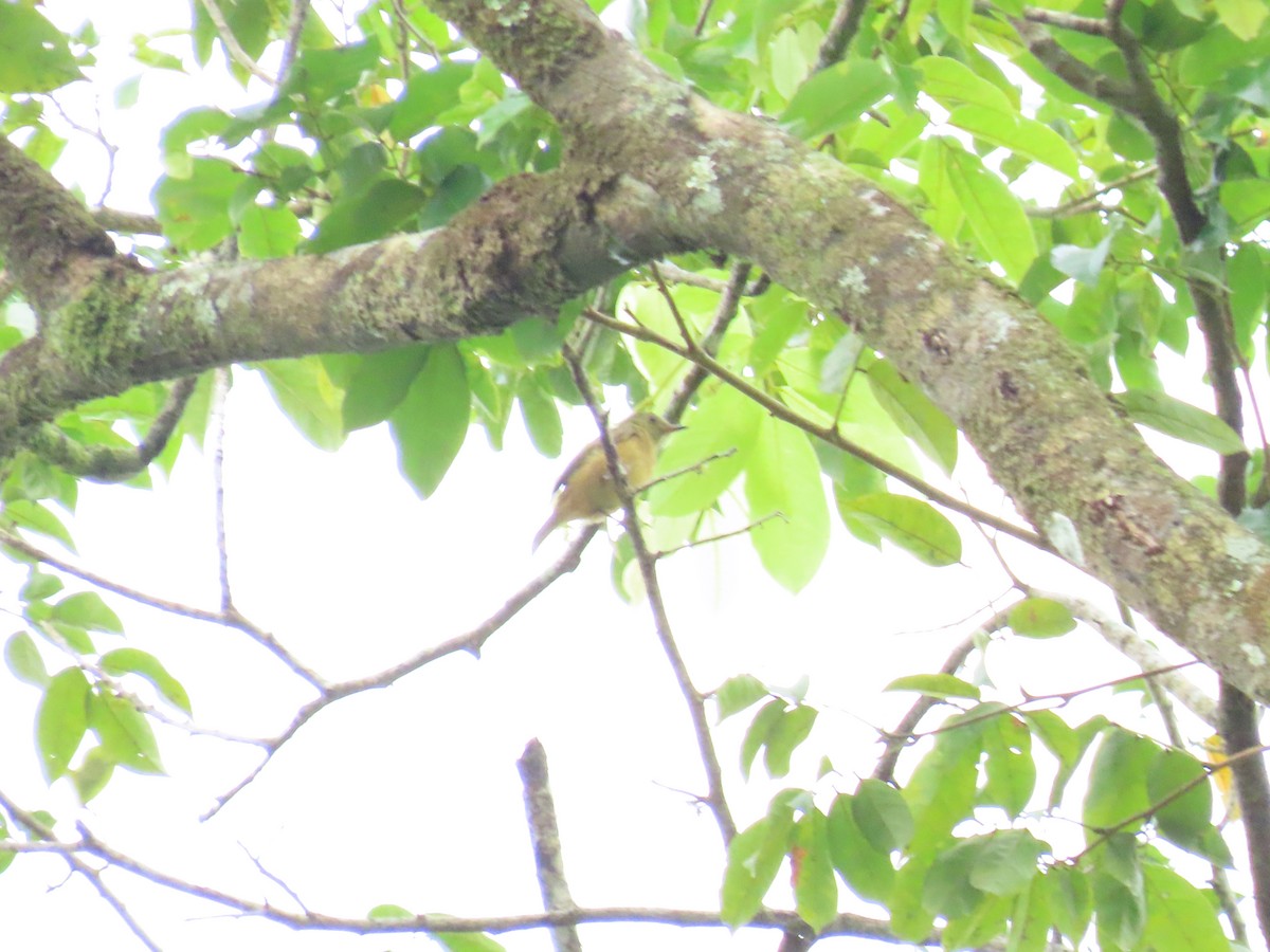 Тиранчик-мухолюб вохристий - ML645438580