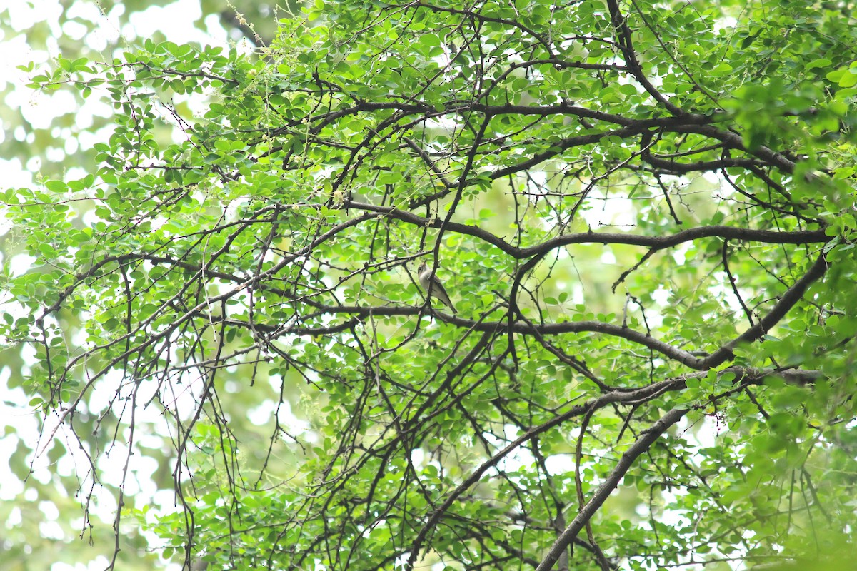 Мухоловка бура - ML645438582