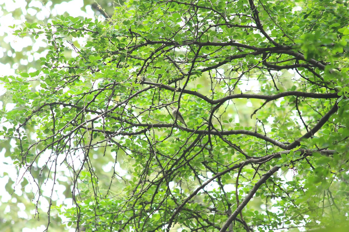 Мухоловка бура - ML645438583