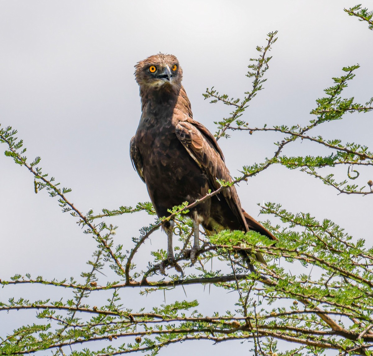 Змієїд бурий - ML645438585