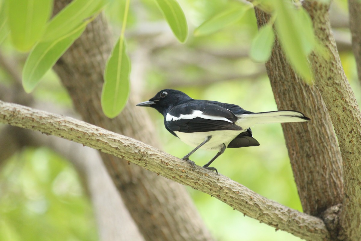 Шама східна - ML645438586