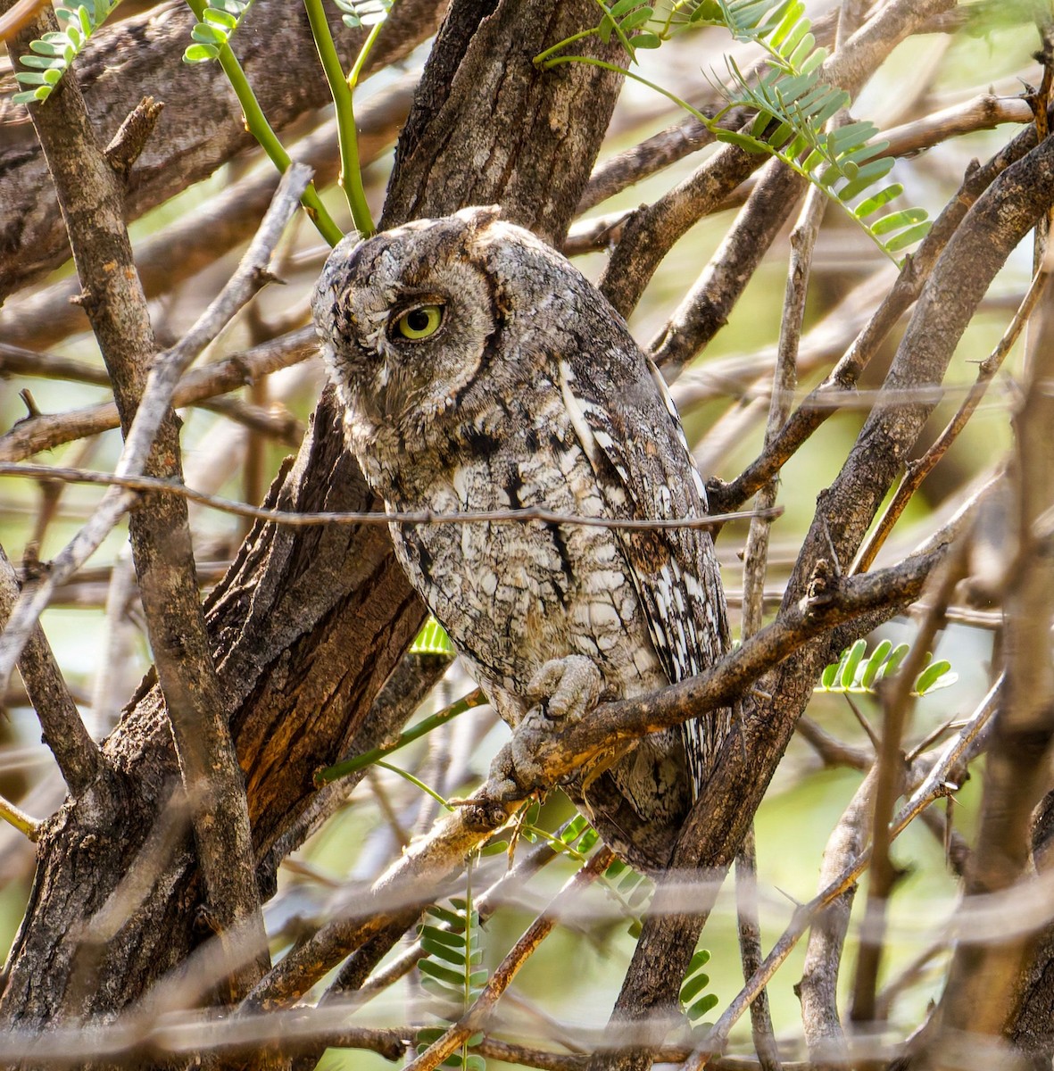 Сплюшка африканська - ML645438588