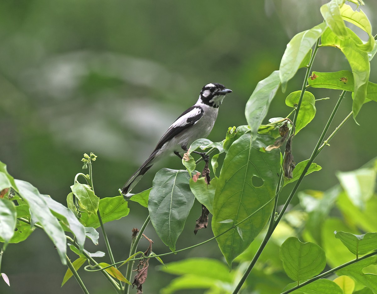 Монарх квінслендський - ML645438589