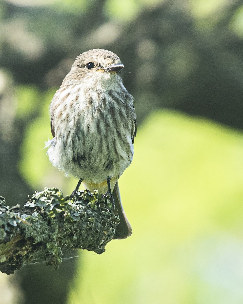 Москверо вогнистий - ML645438592