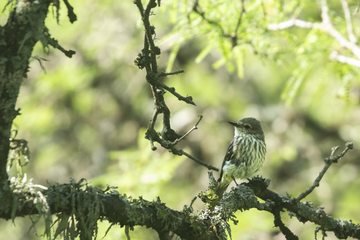 Москверо вогнистий - ML645438593