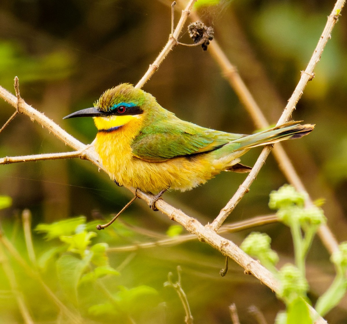 Бджолоїдка карликова - ML645438595