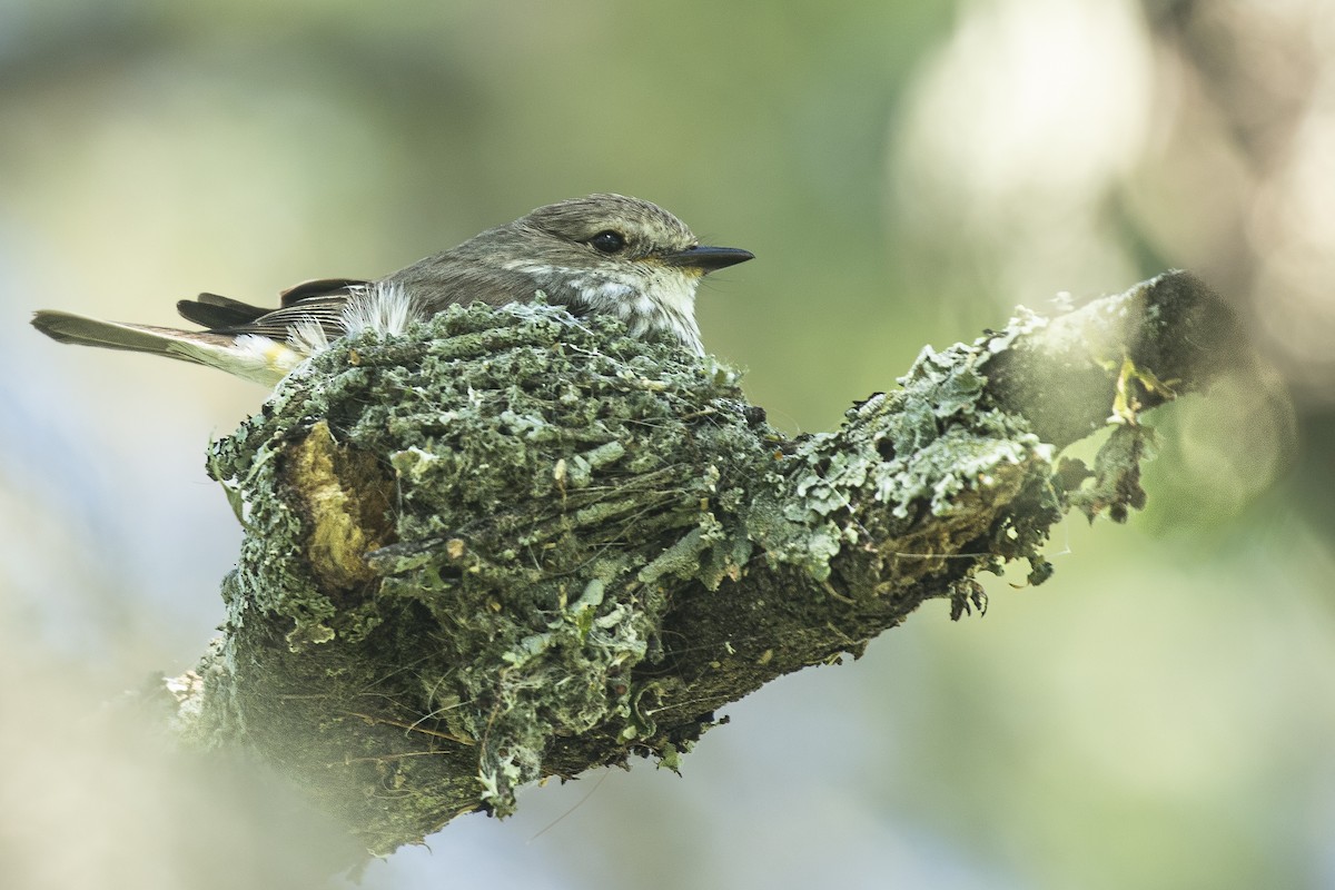 Москверо вогнистий - ML645438596