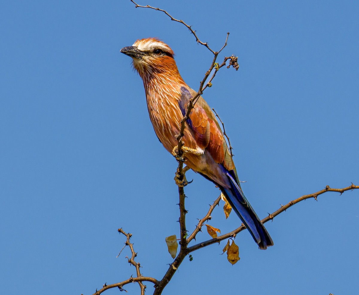 Сиворакша білоброва - ML645438597