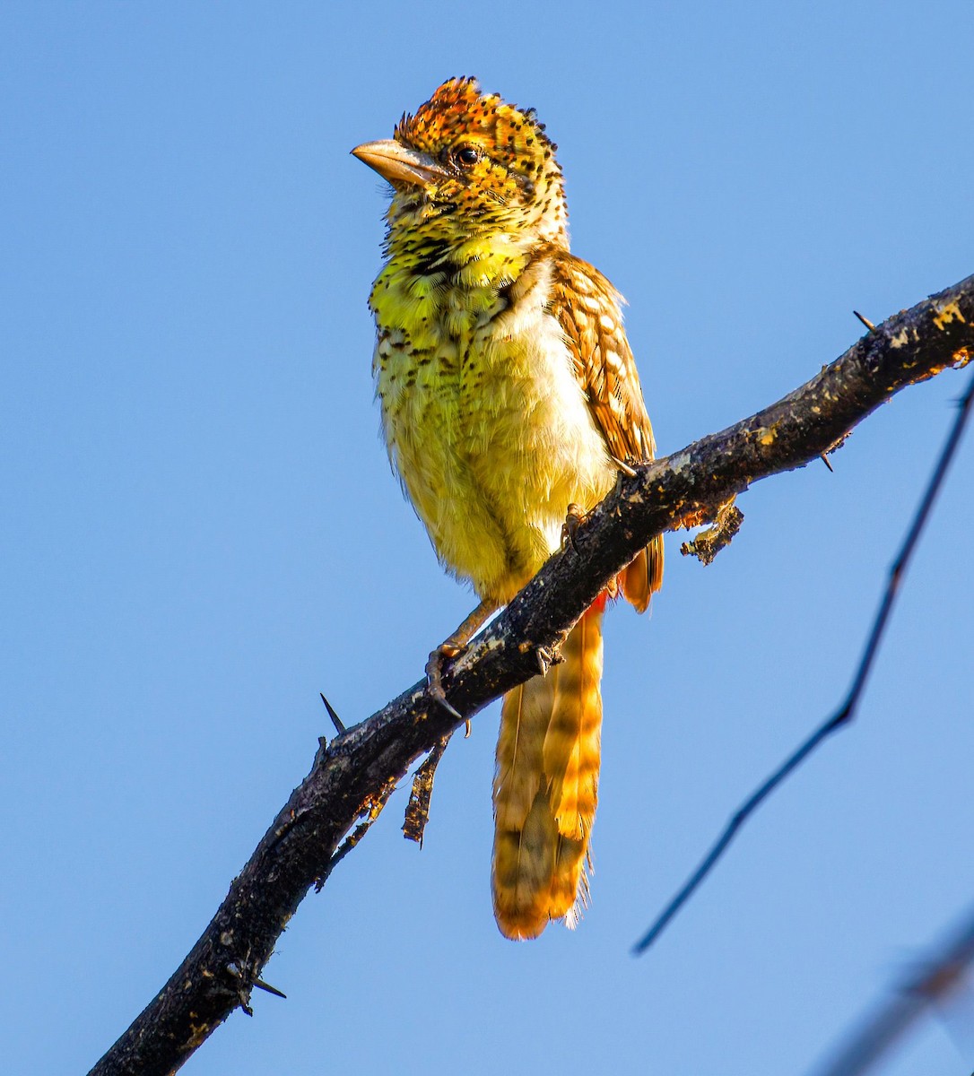 Барбудо плямистоголовий - ML645438598