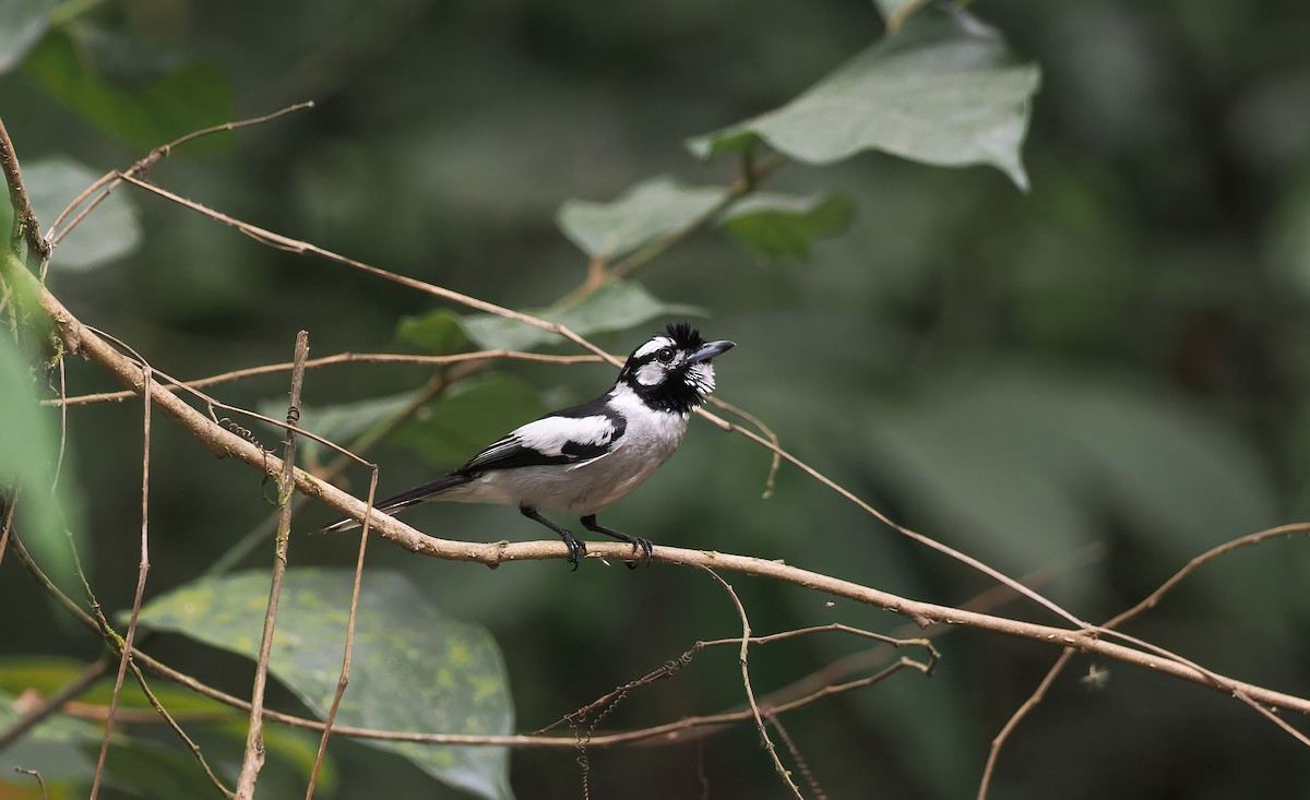 Монарх квінслендський - ML645438599