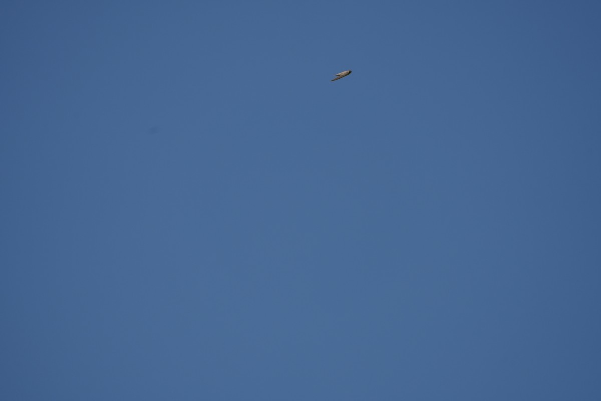 Pale Crag-Martin - ML645438600