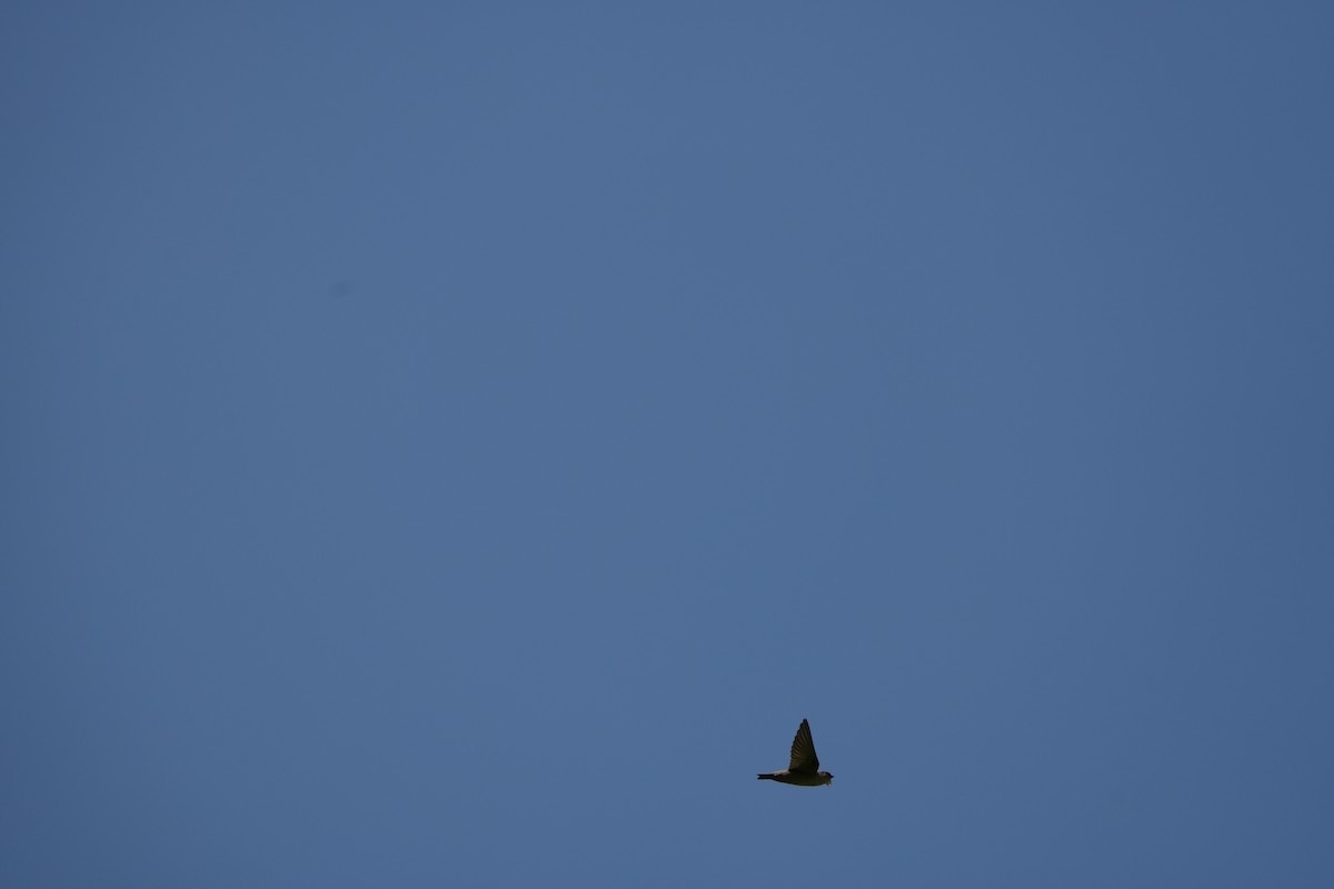 Pale Crag-Martin - ML645438601