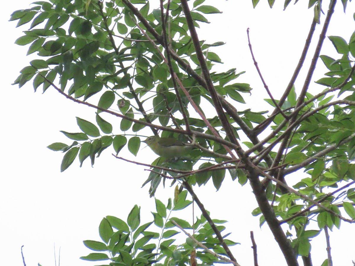 Червоїд світлобровий - ML645438603