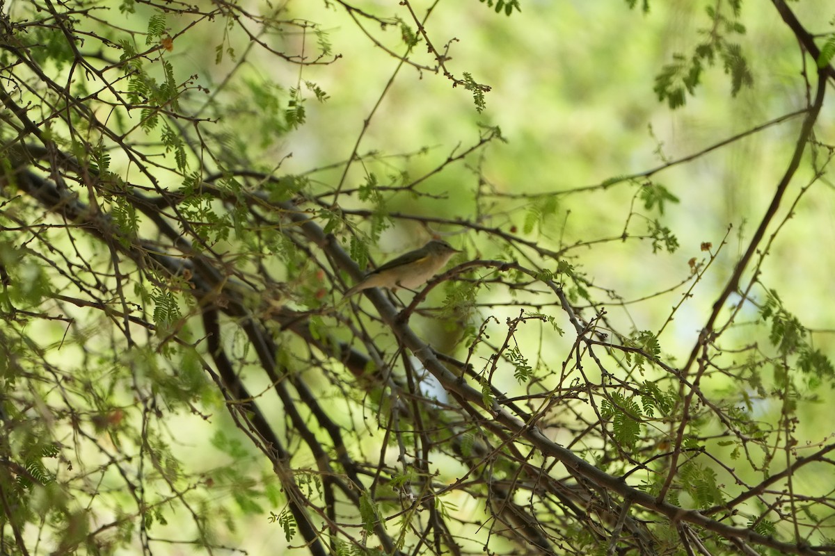Вівчарик-ковалик - ML645438605