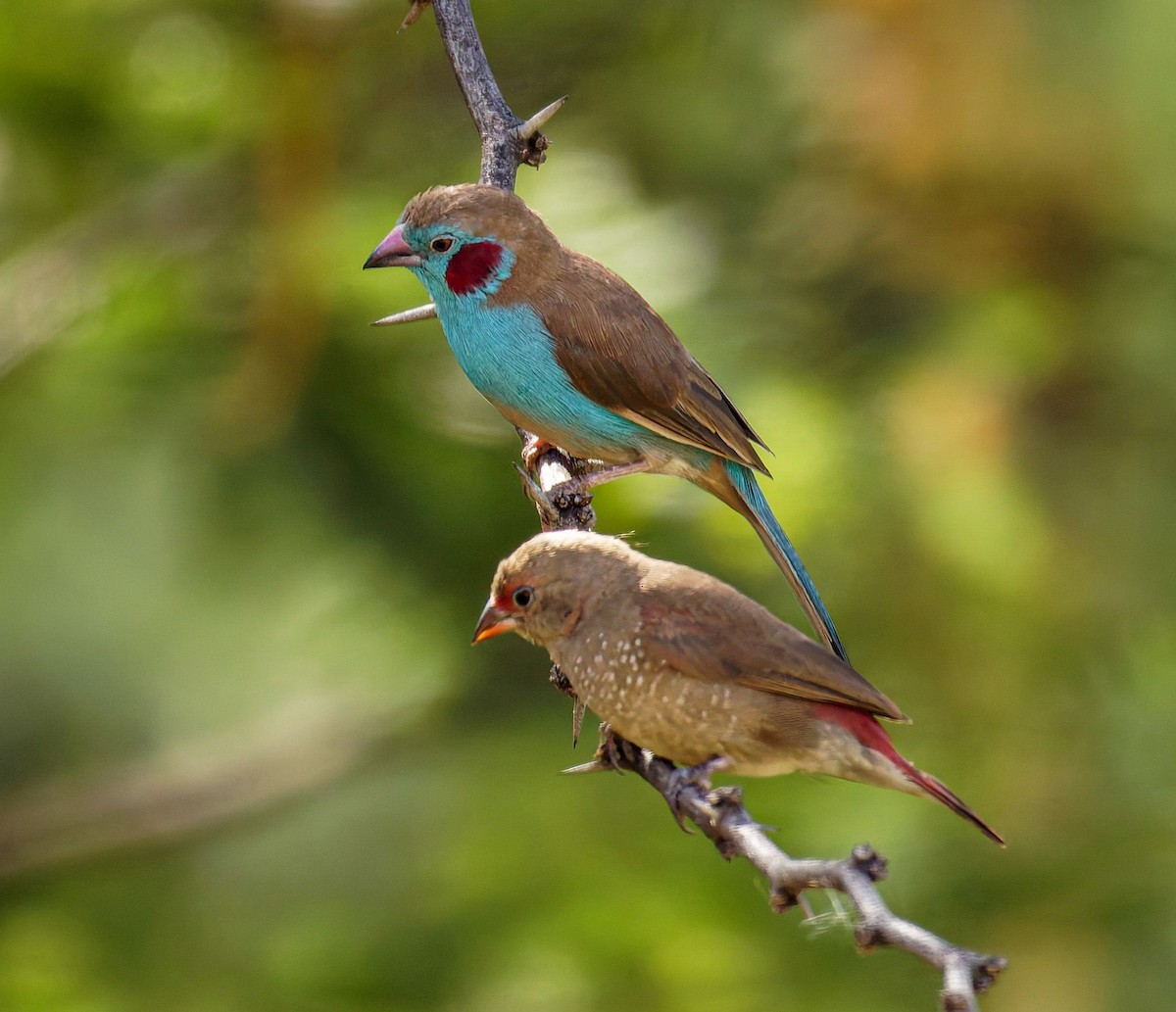 Астрильд-метелик червонощокий - ML645438607