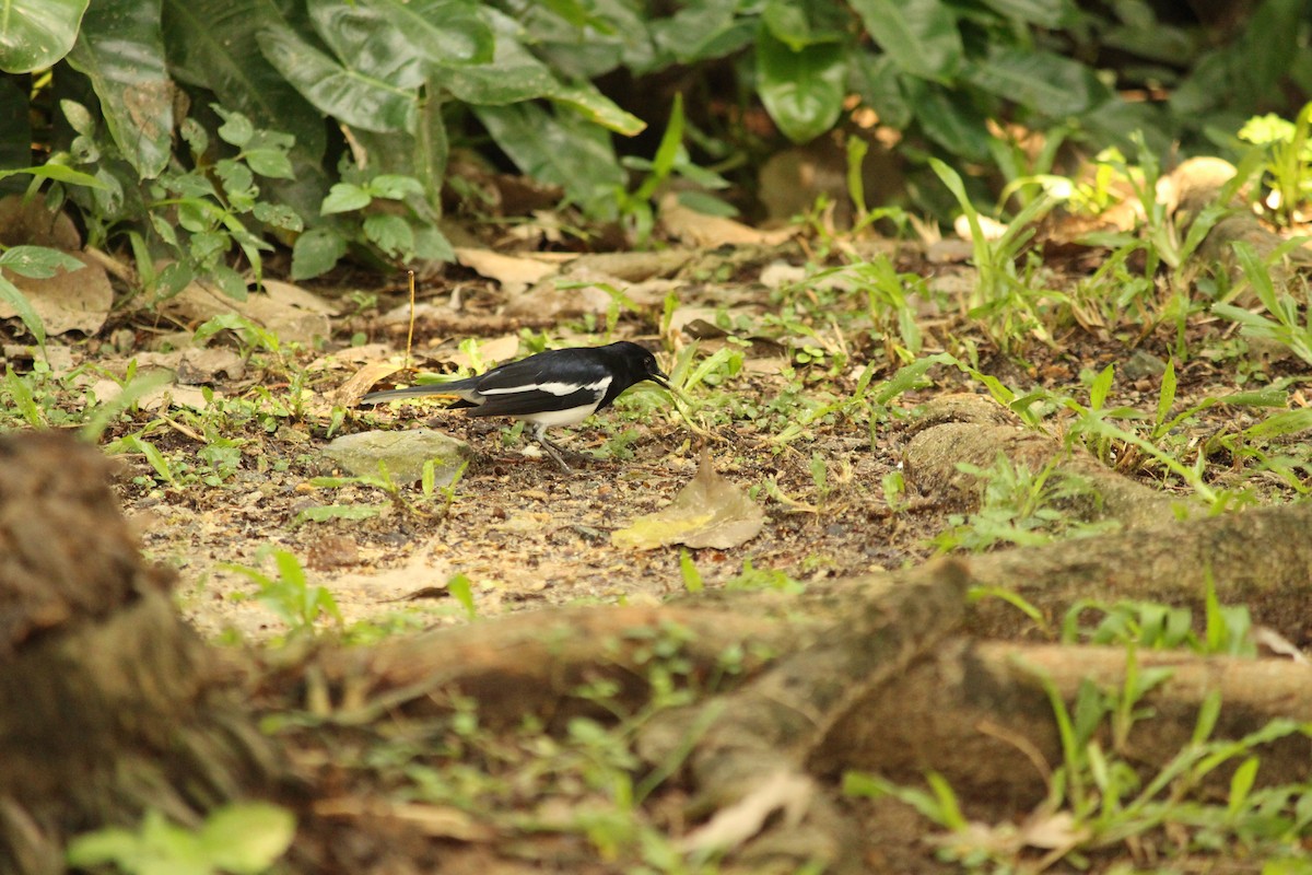 Шама східна - ML645438612