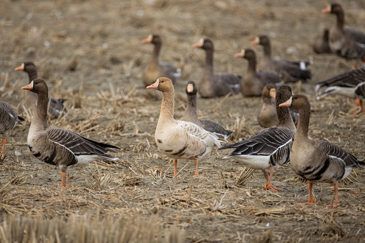 Гуска білолоба - ML645438613