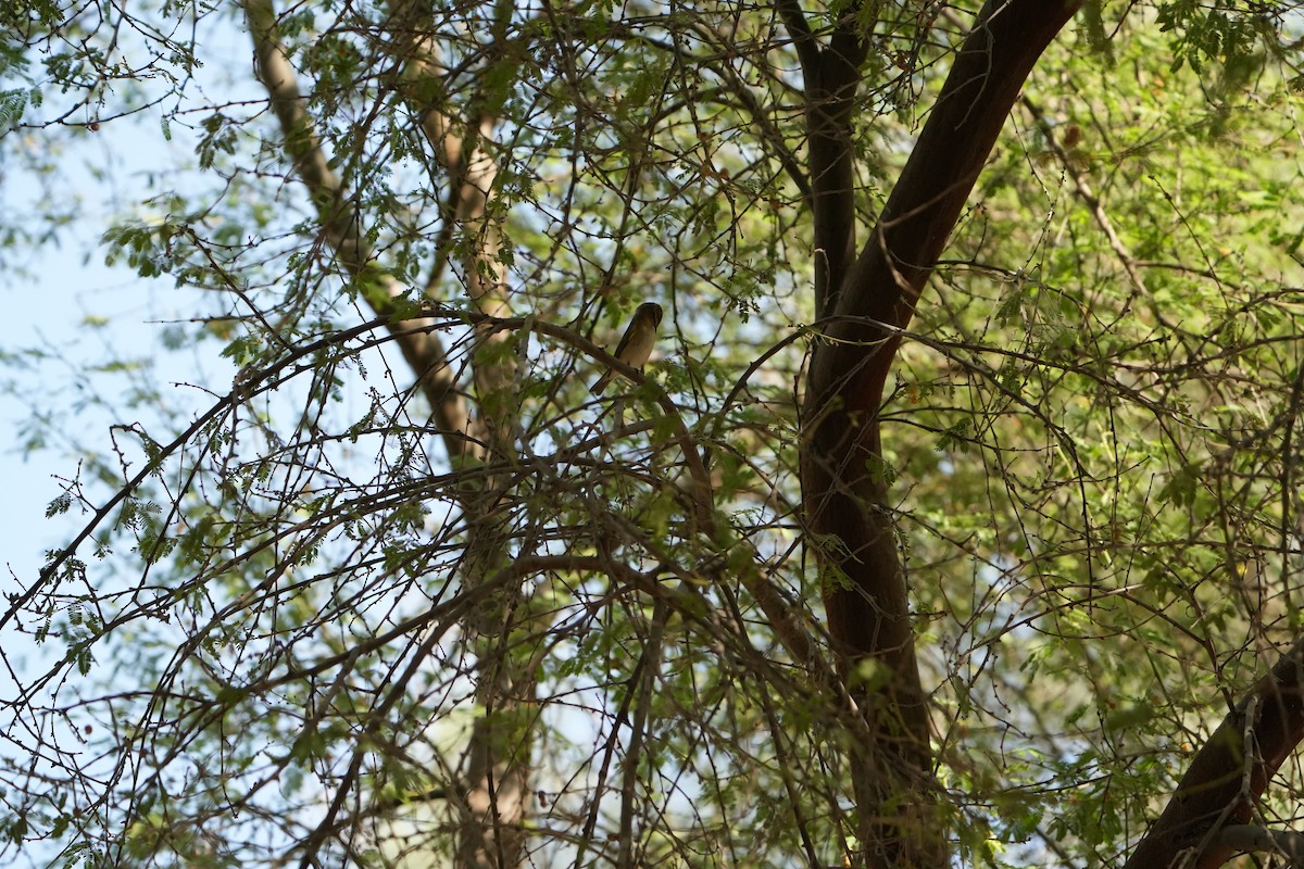 Вівчарик-ковалик - ML645438614