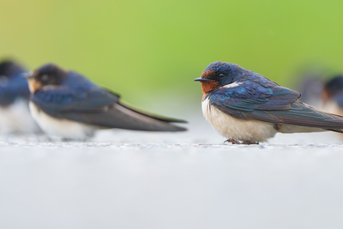 Barn Swallow - ML645438615