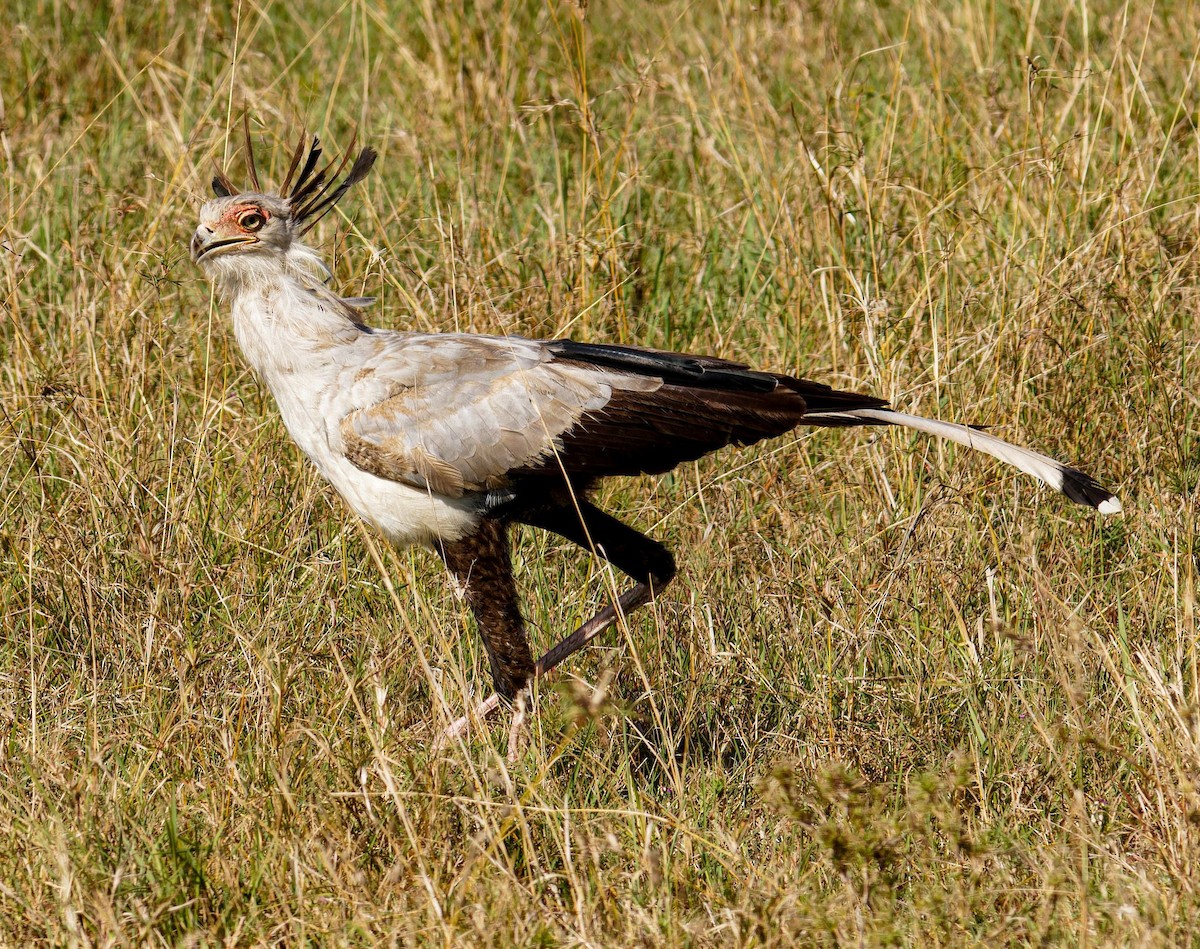 Птица-секретарь - ML645438624