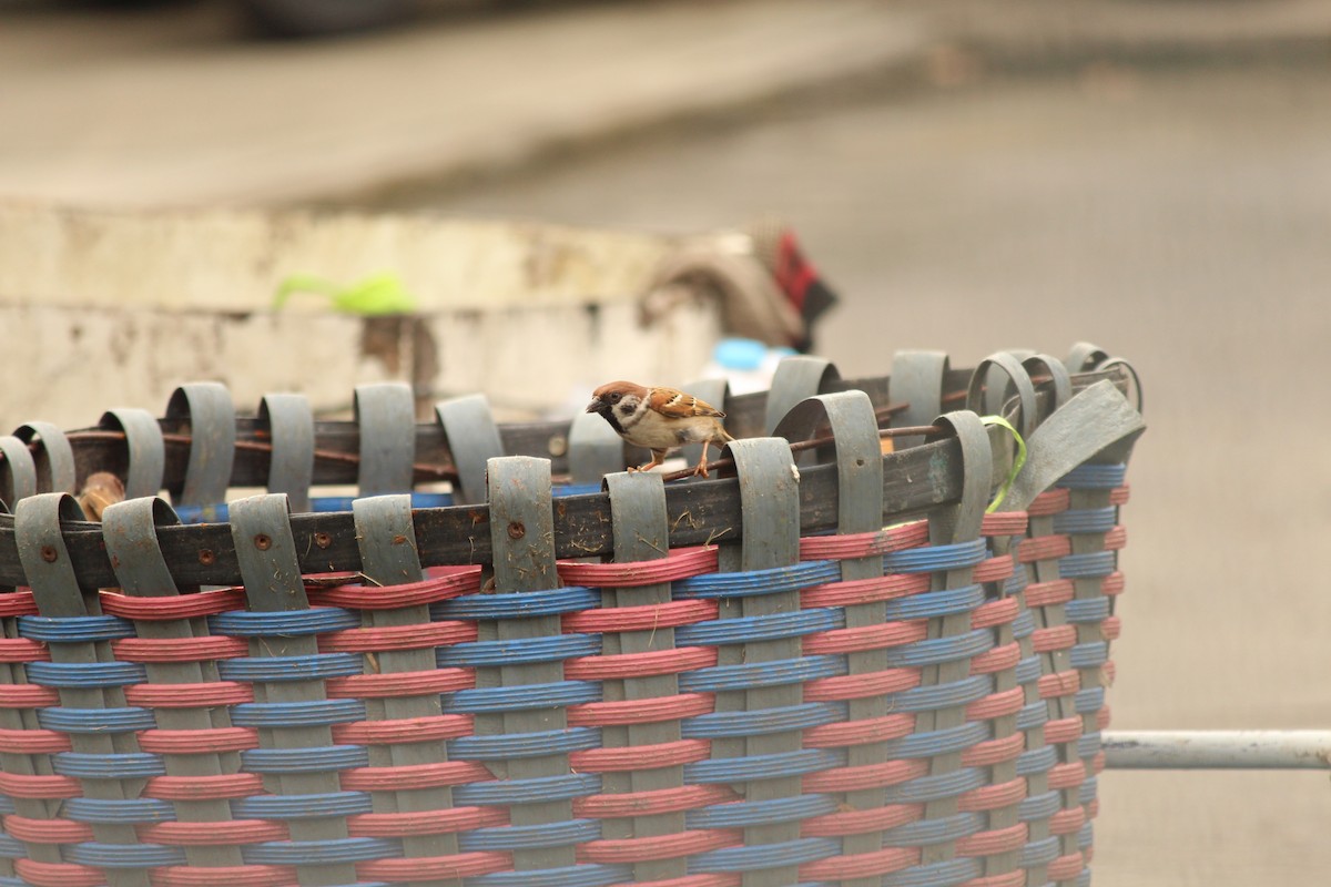 Ağaç Serçesi - ML645438626