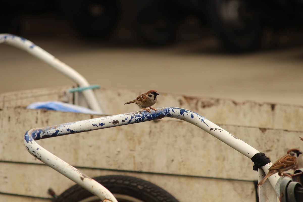 Ağaç Serçesi - ML645438627