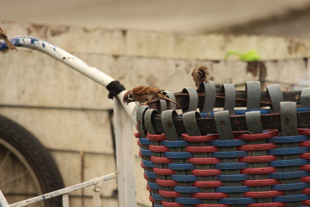 Ağaç Serçesi - ML645438629