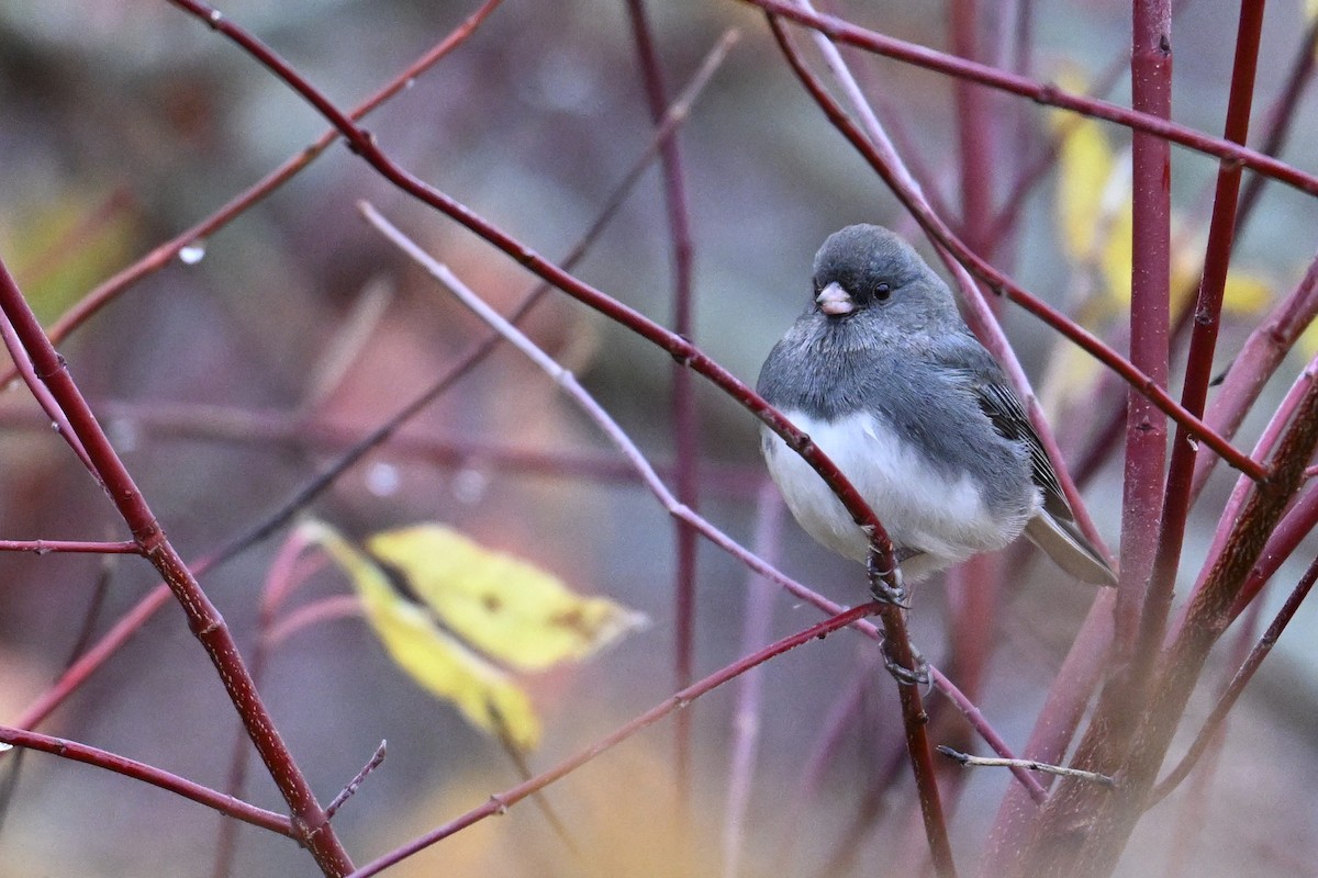 Dark-eyed Junco - ML645438630