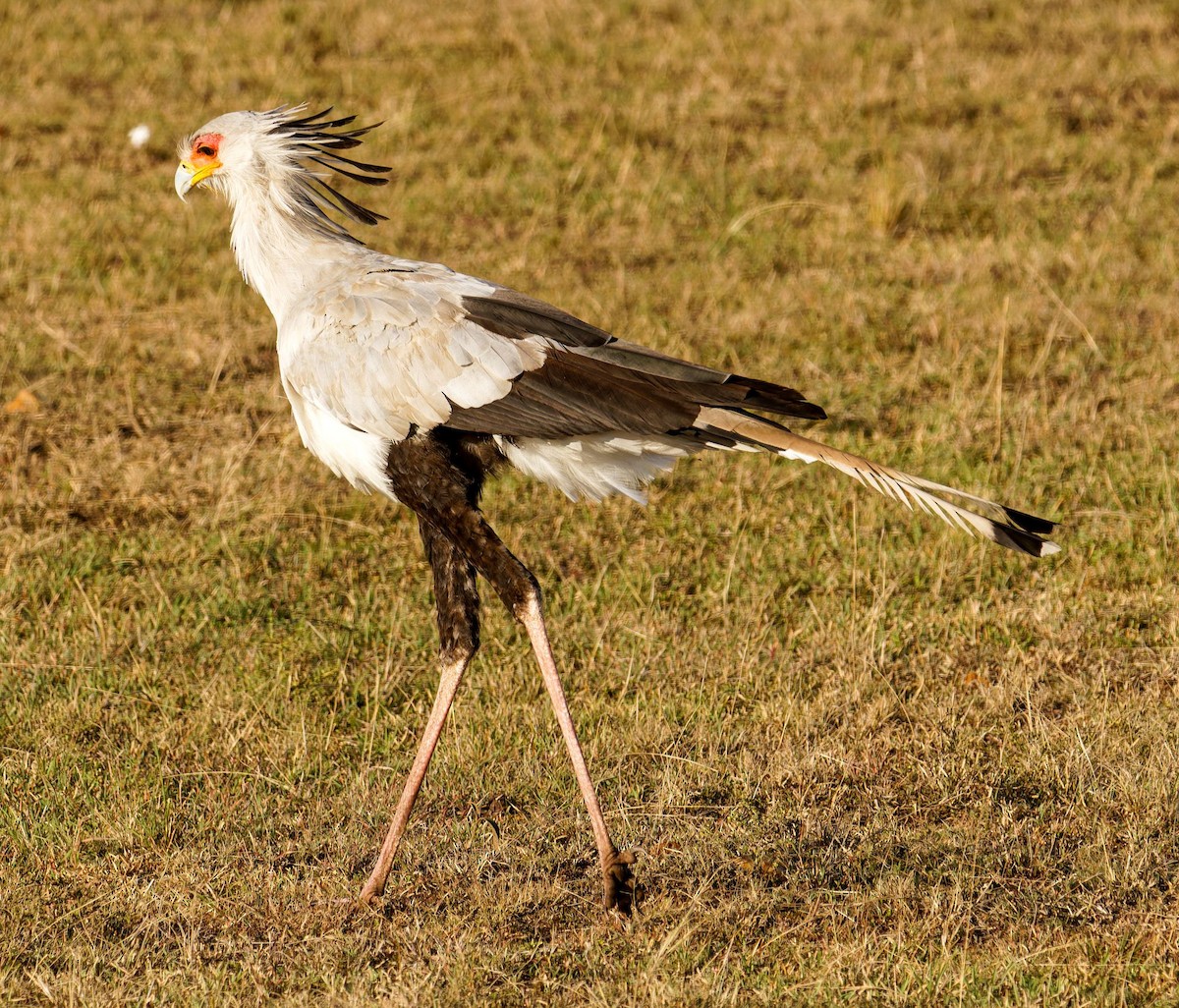 Птица-секретарь - ML645438640