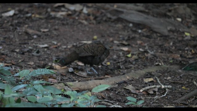 Віялохвіст білогорлий - ML645438641