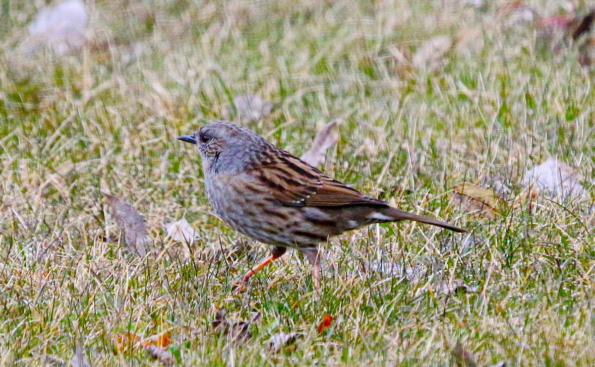 Accenteur mouchet - ML645438646