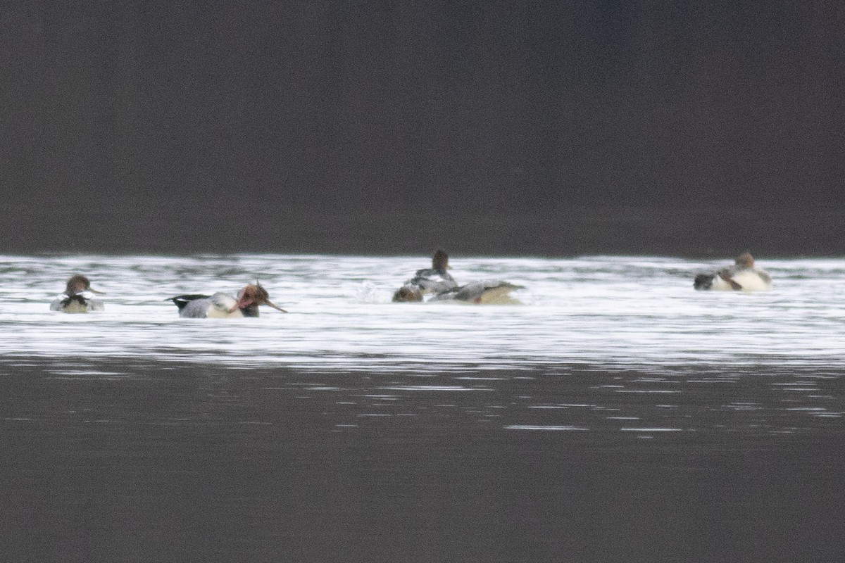 Red-breasted Merganser - ML645438648