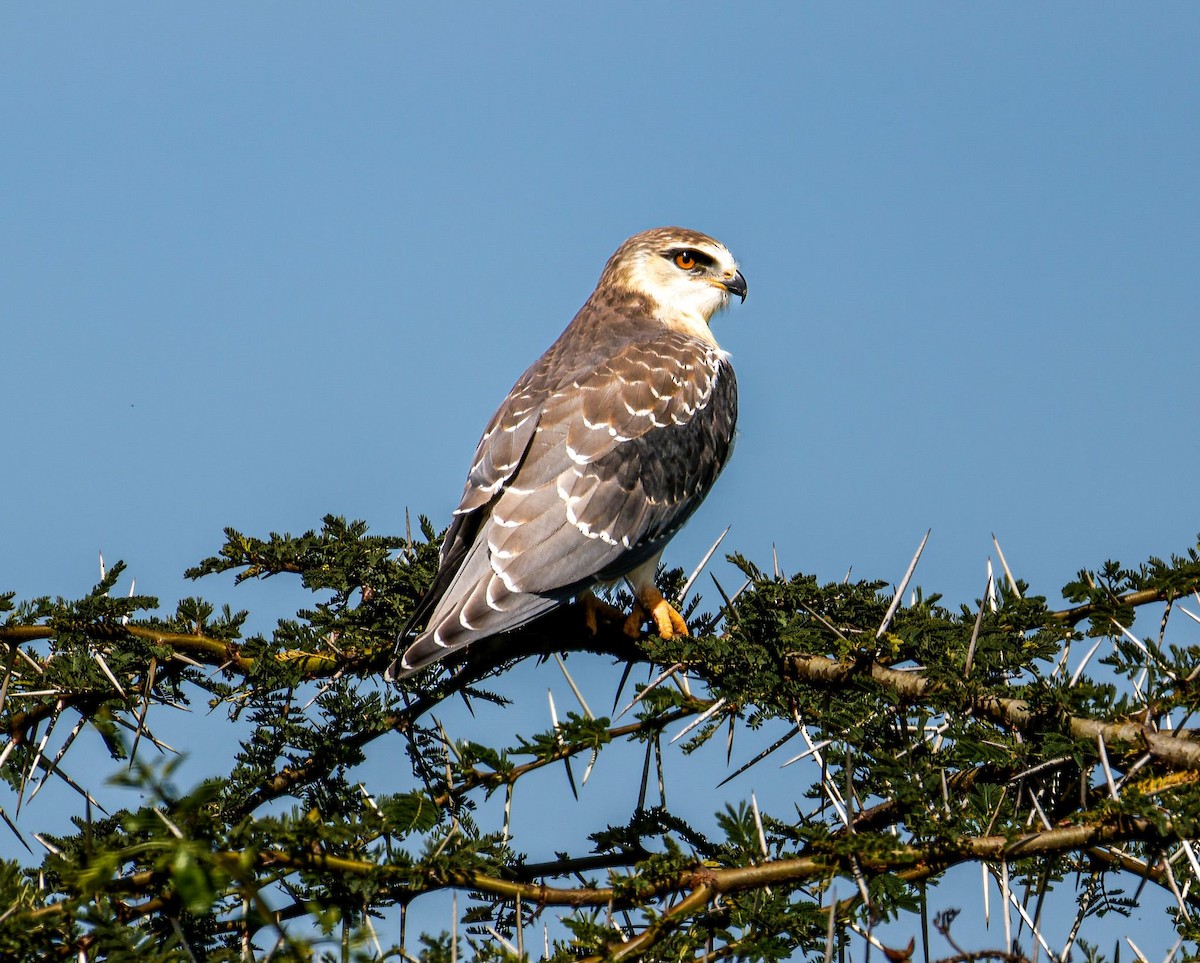 Дымчатый коршун - ML645438650