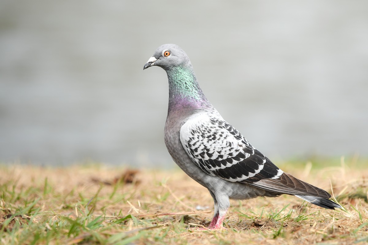 Голуб сизий (міський) - ML645438653