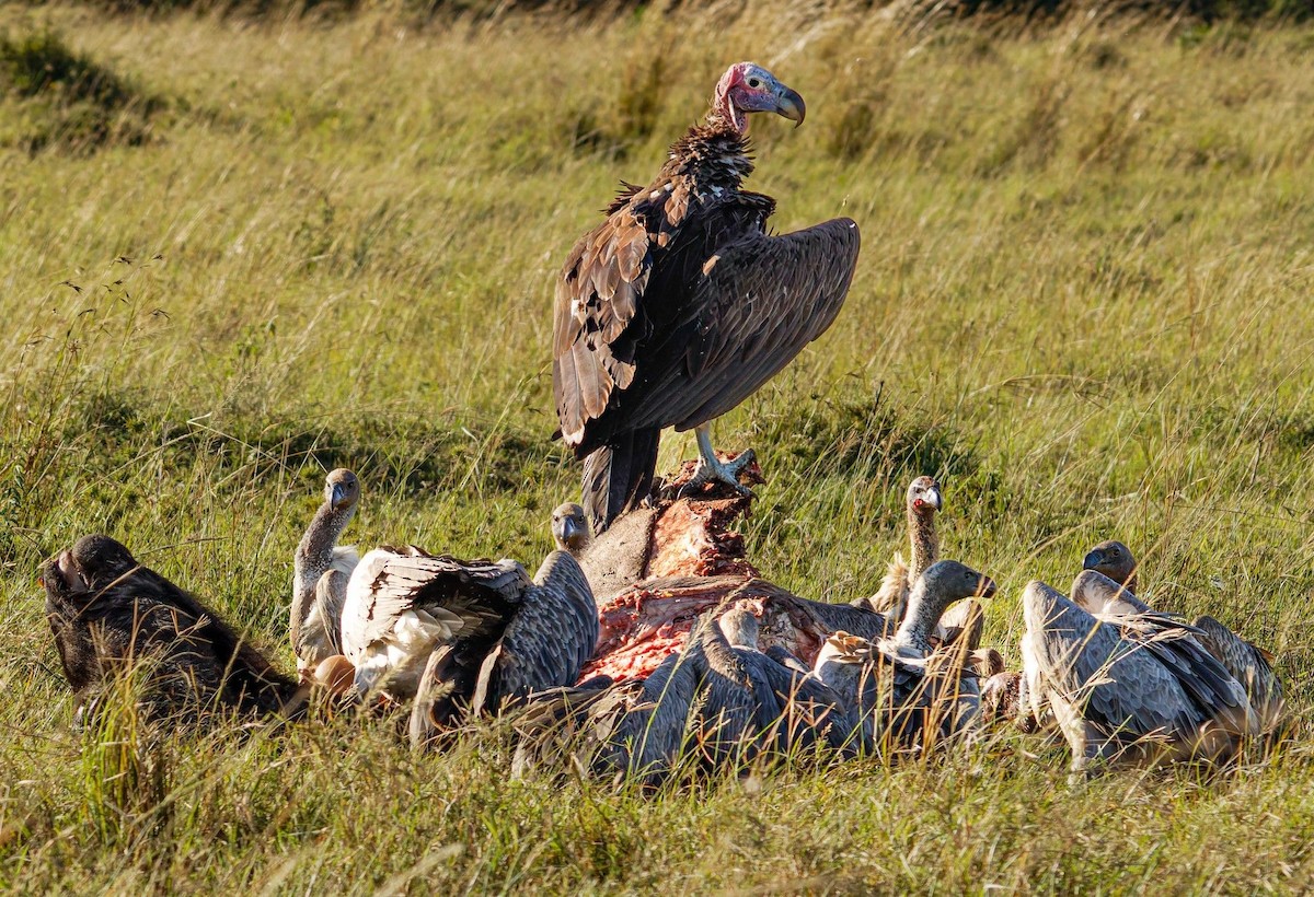 Ушастый гриф - ML645438664