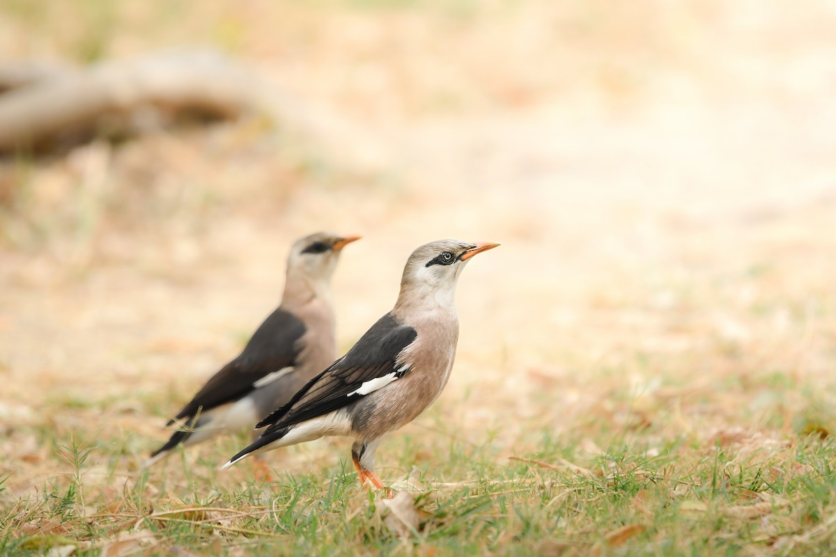 Vinous-breasted Myna - ML645438667