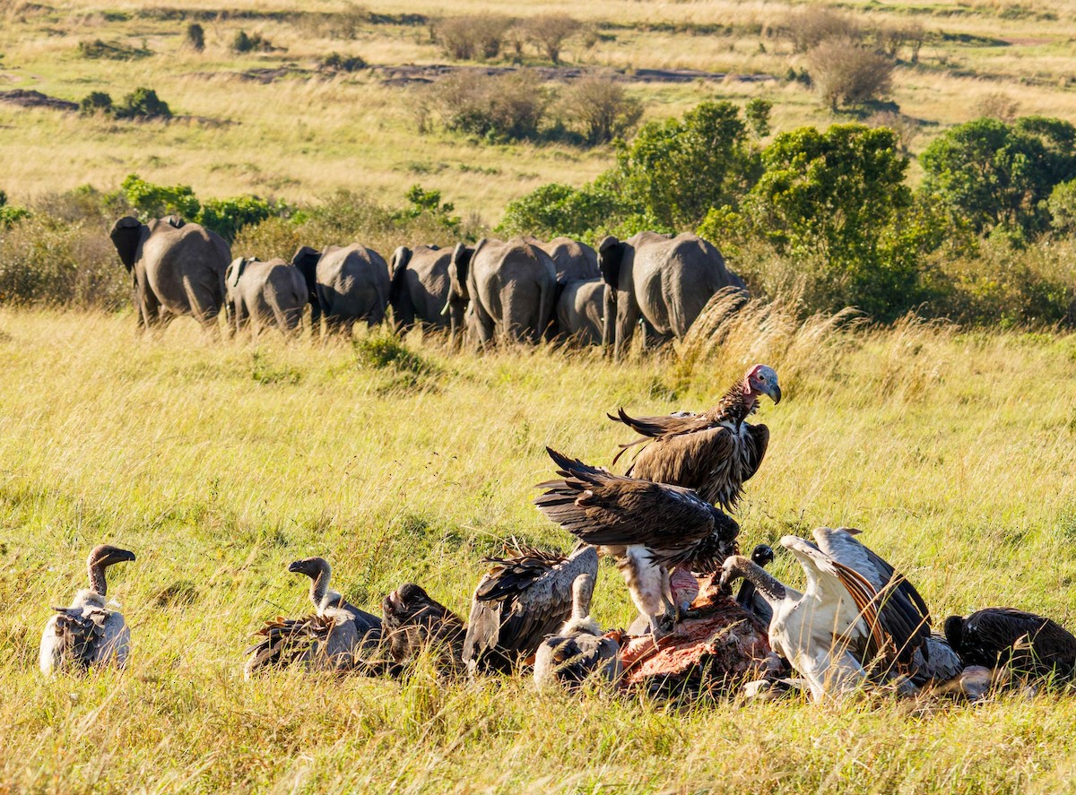 White-backed Vulture - ML645438668