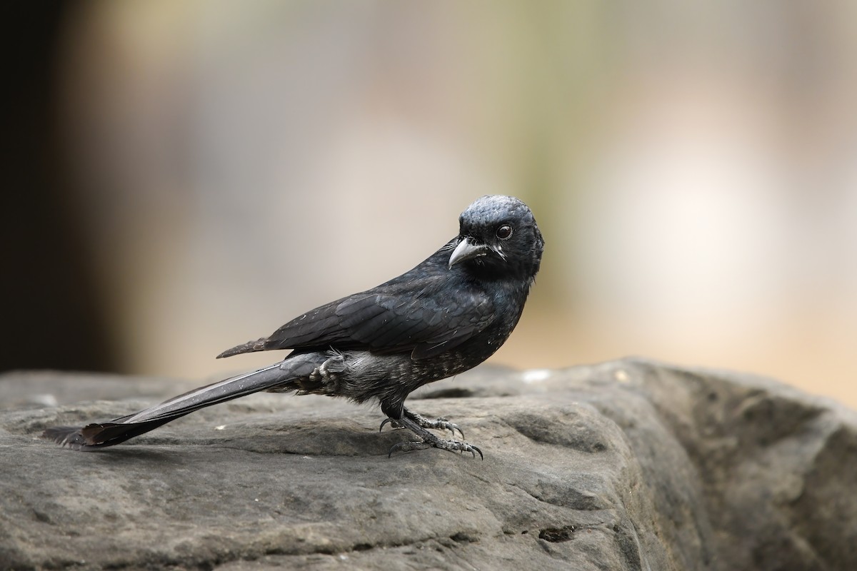 drongo černý - ML645438669