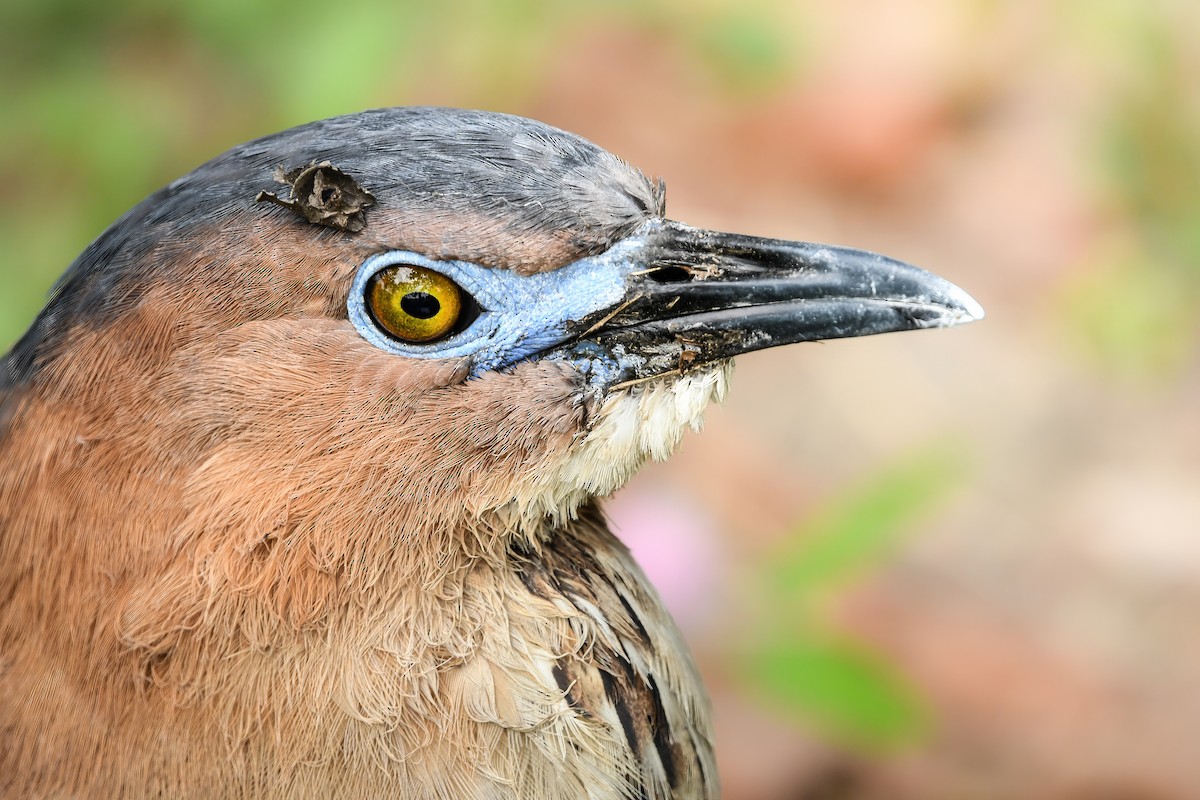 duskdverghegre - ML645438672