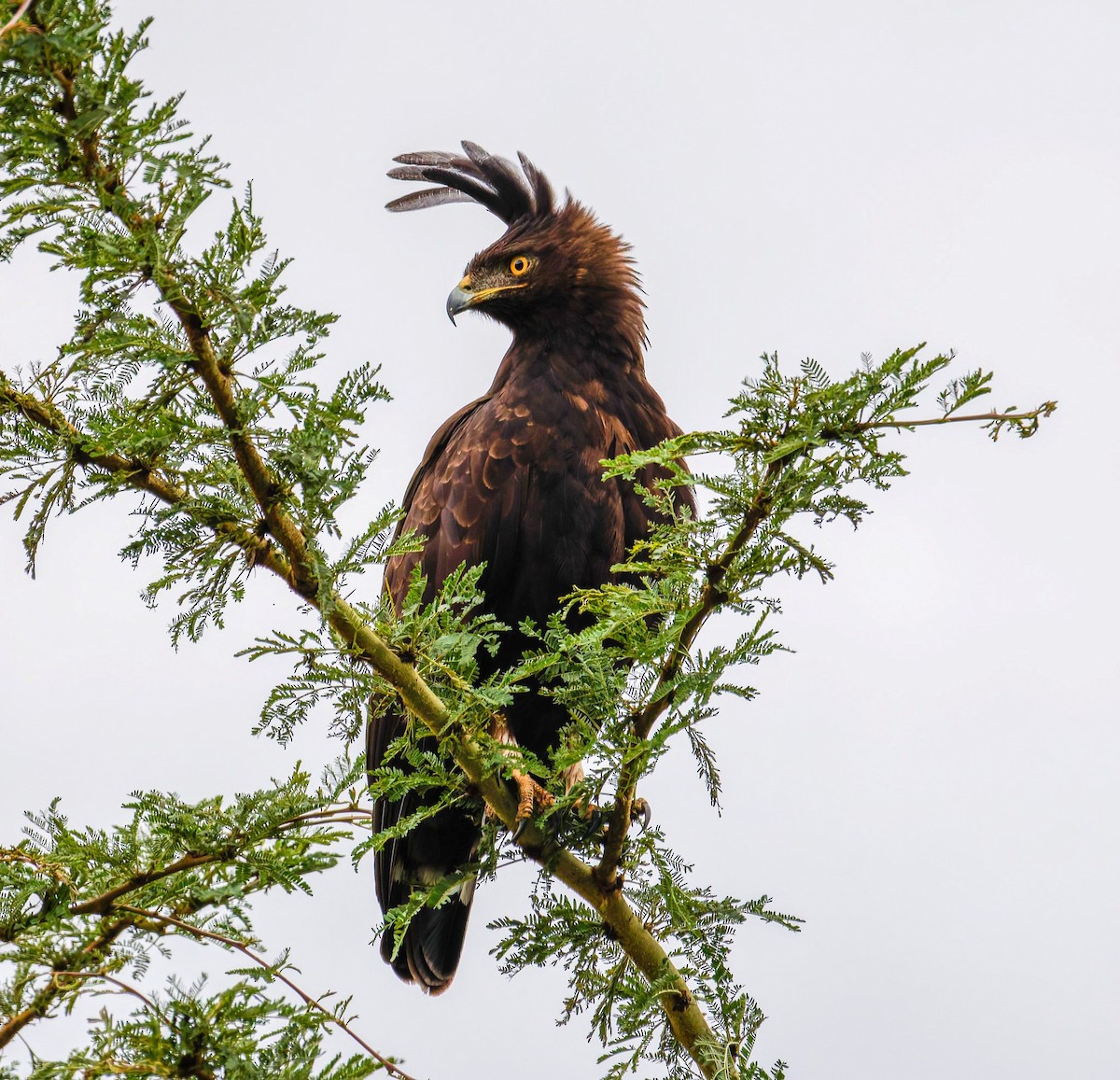 Длиннохохлый орёл - ML645438684