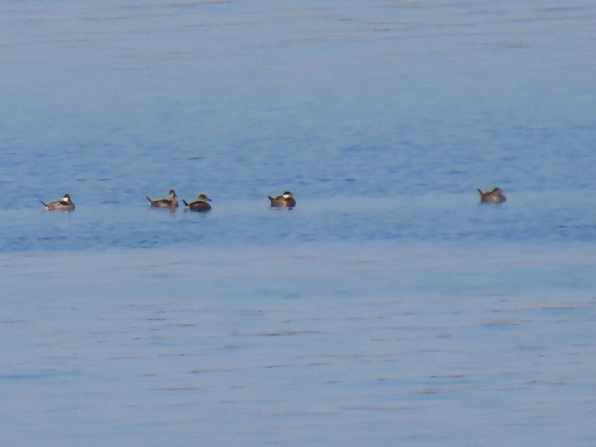 アカオタテガモ - ML645438685