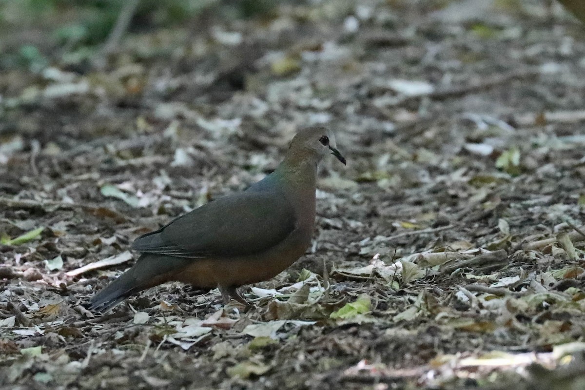 Lemon Dove - ML645438686